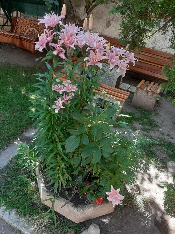 Pensiunea Magnolia Prejmer Bagian luar foto
