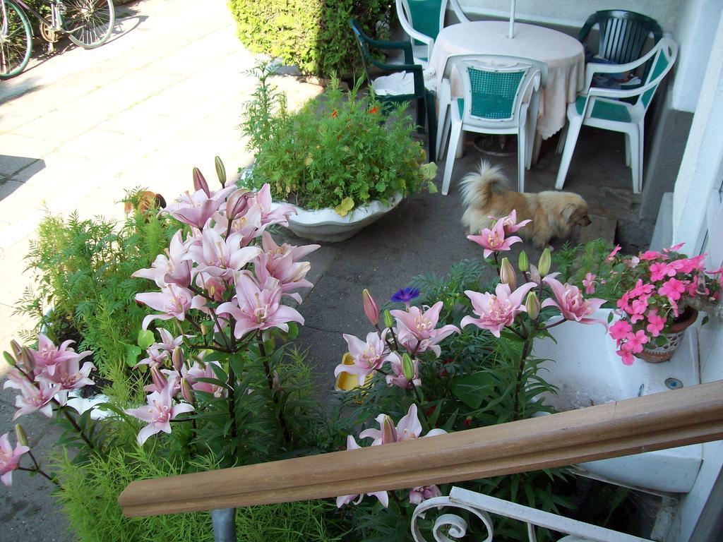 Pensiunea Magnolia Prejmer Bagian luar foto