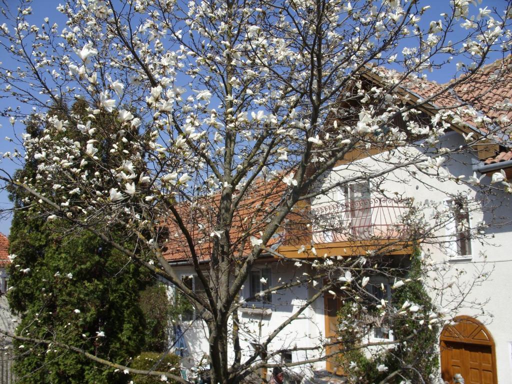 Pensiunea Magnolia Prejmer Bagian luar foto
